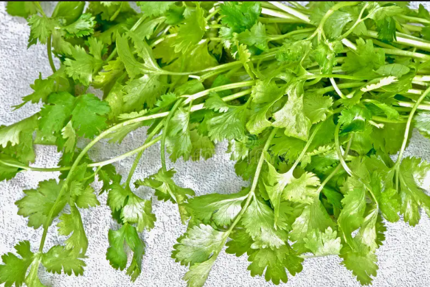 sprigs of cilantro