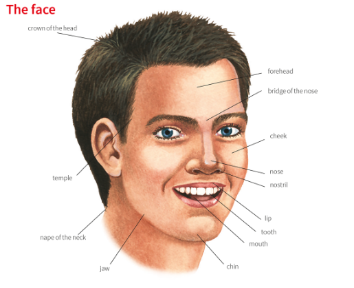 average forehead size