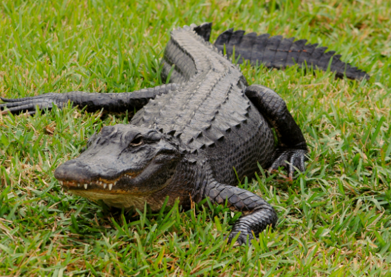 color of an alligator