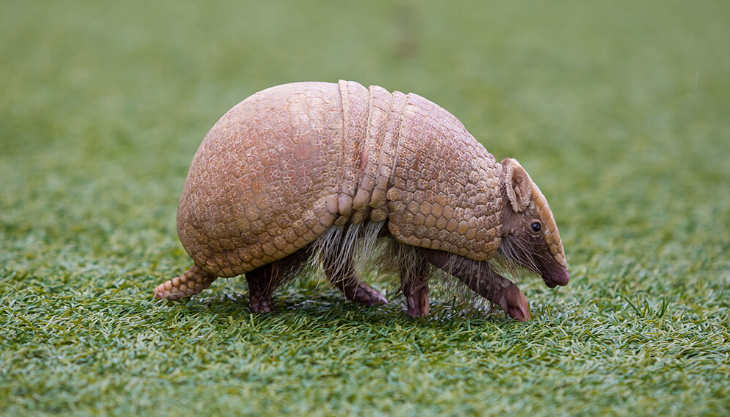 What Sound Does an Armadillo Make? Exploring the Vocalizations of ...