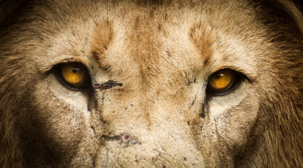 color of lions eyes