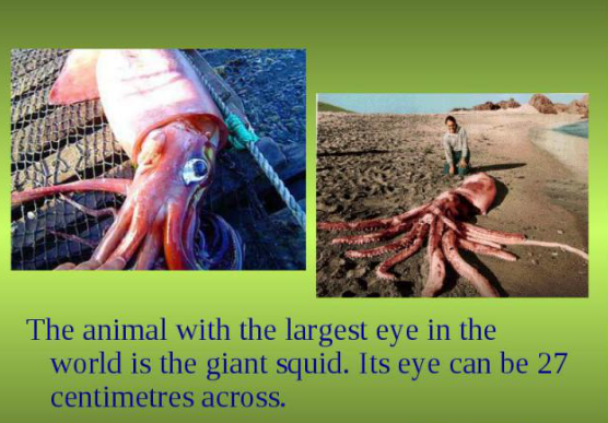 what land animal has the largest eye