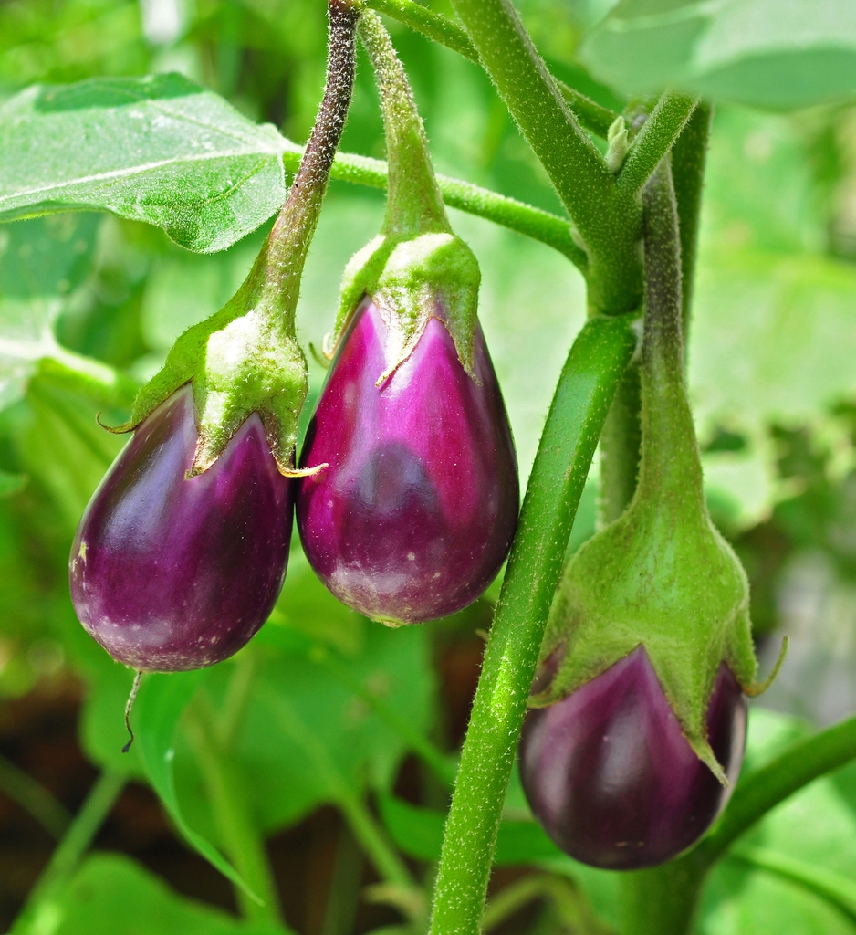 national vegetable india