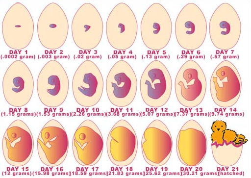 gestation period of chicken