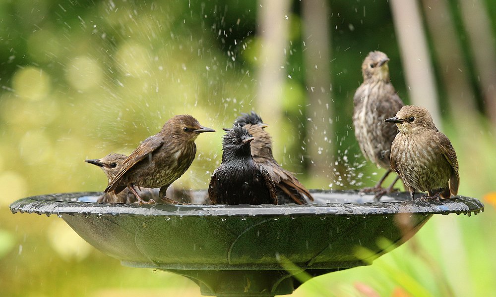 mississippi bird bath