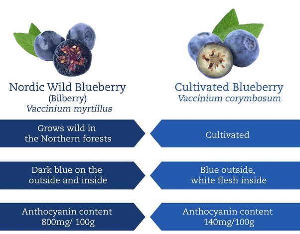 inside a blueberry