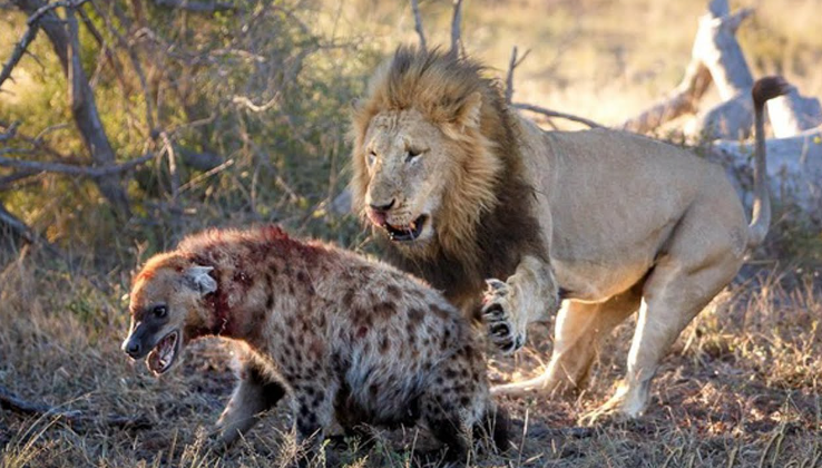 hyenas and lions have fierce battles over food. which type of relationship does this describe?