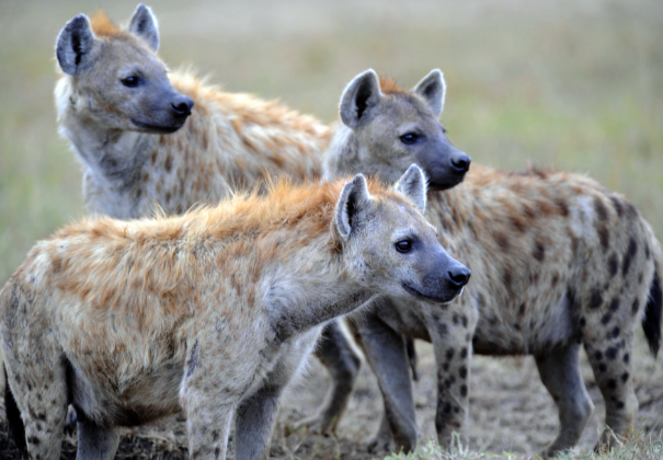 hyenas and lions have fierce battles over food. which type of relationship does this describe?