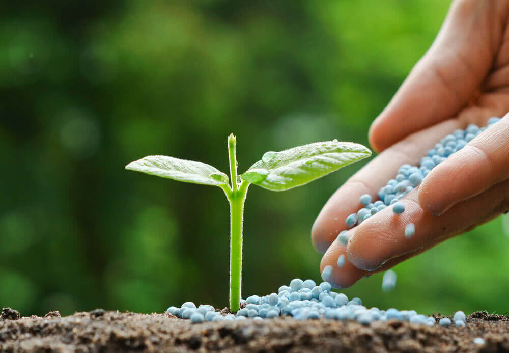 san diego planting zone