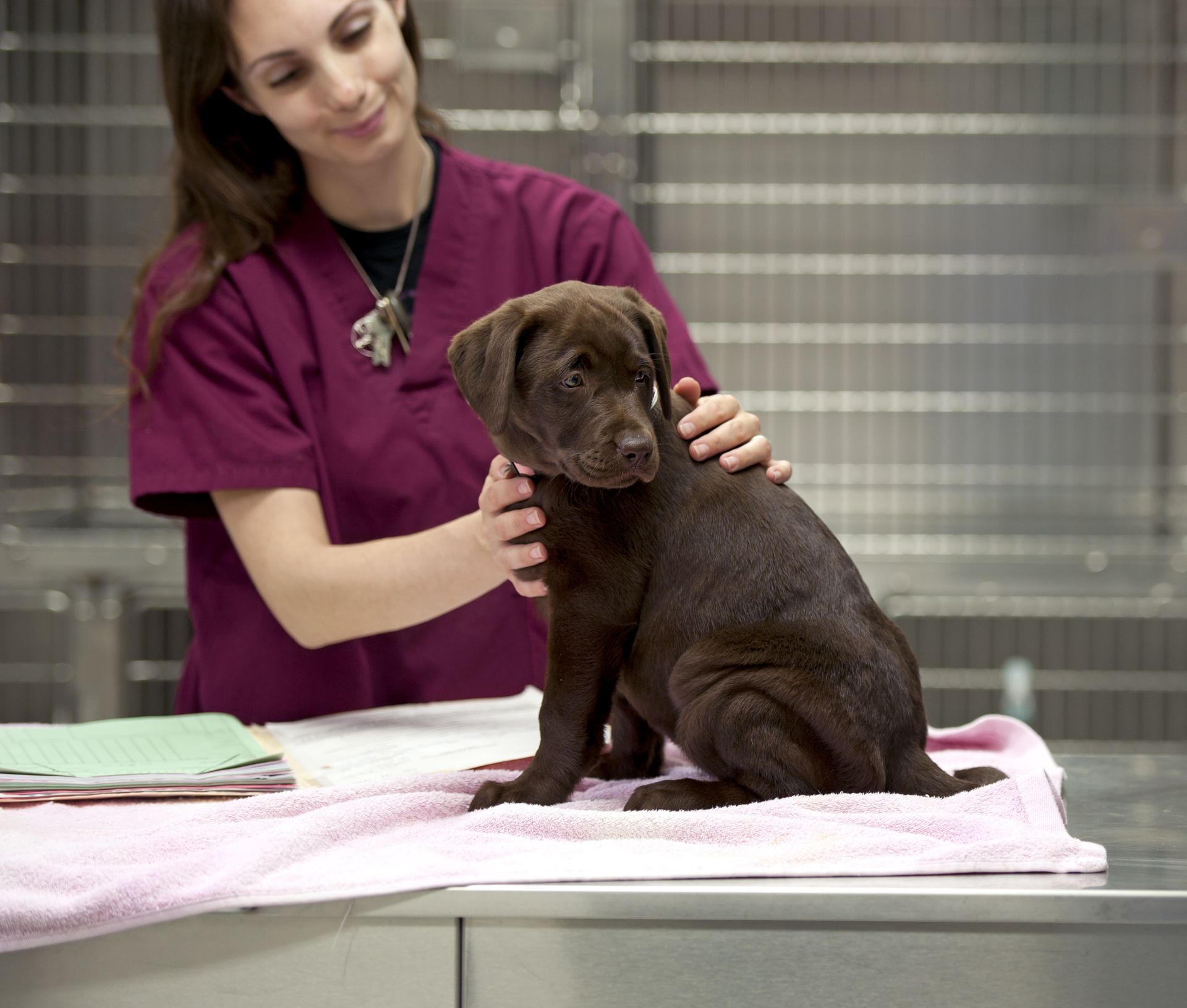 black skinned dog