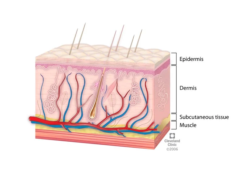 what part of the body has the most nerve endings