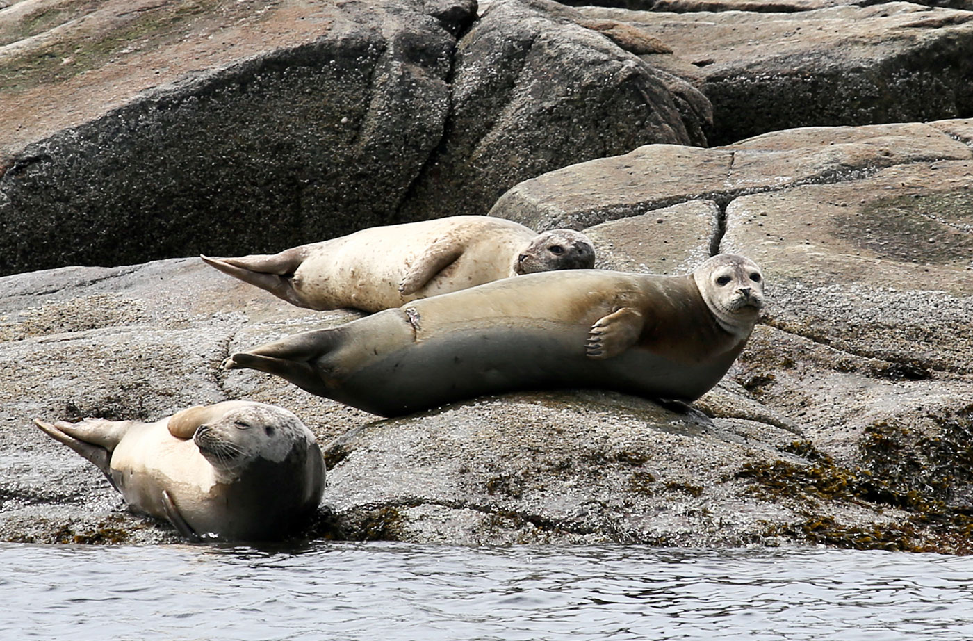 rhode island state animals