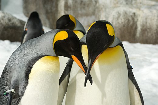 what sound do penguins make