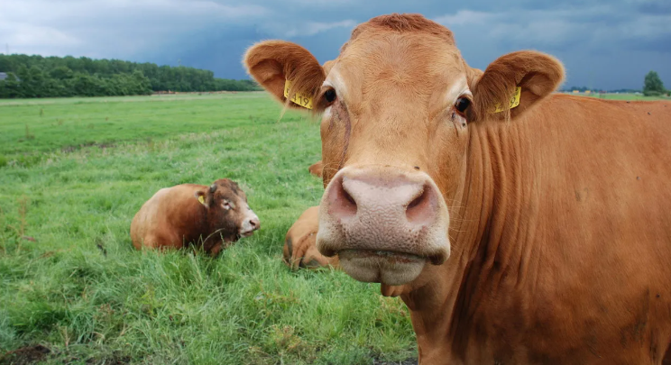 cow vs ox