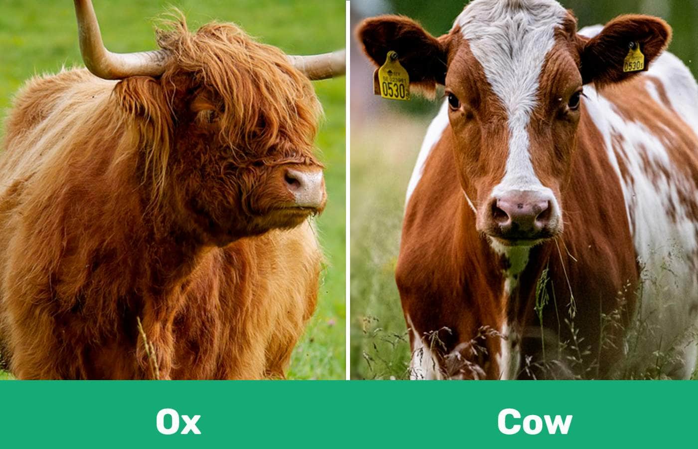cow vs ox