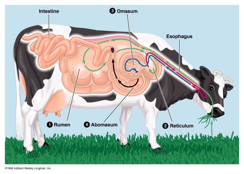 animal with multiple stomachs