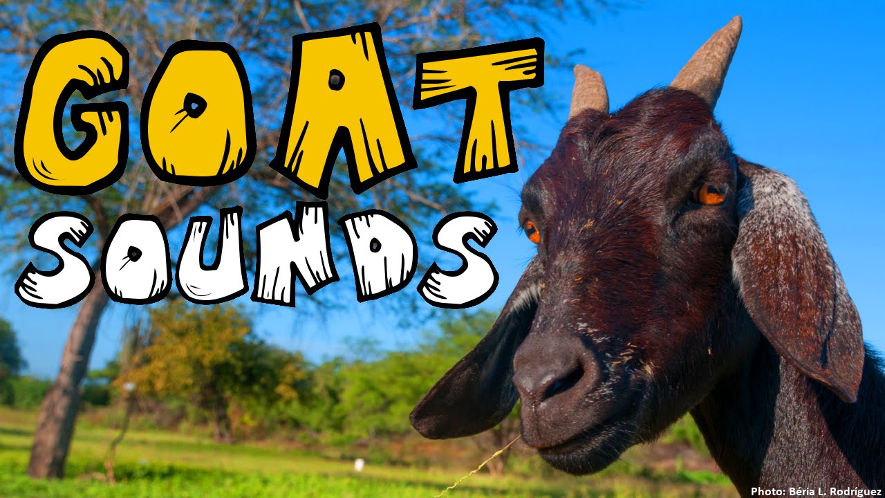 what does a goat sound like