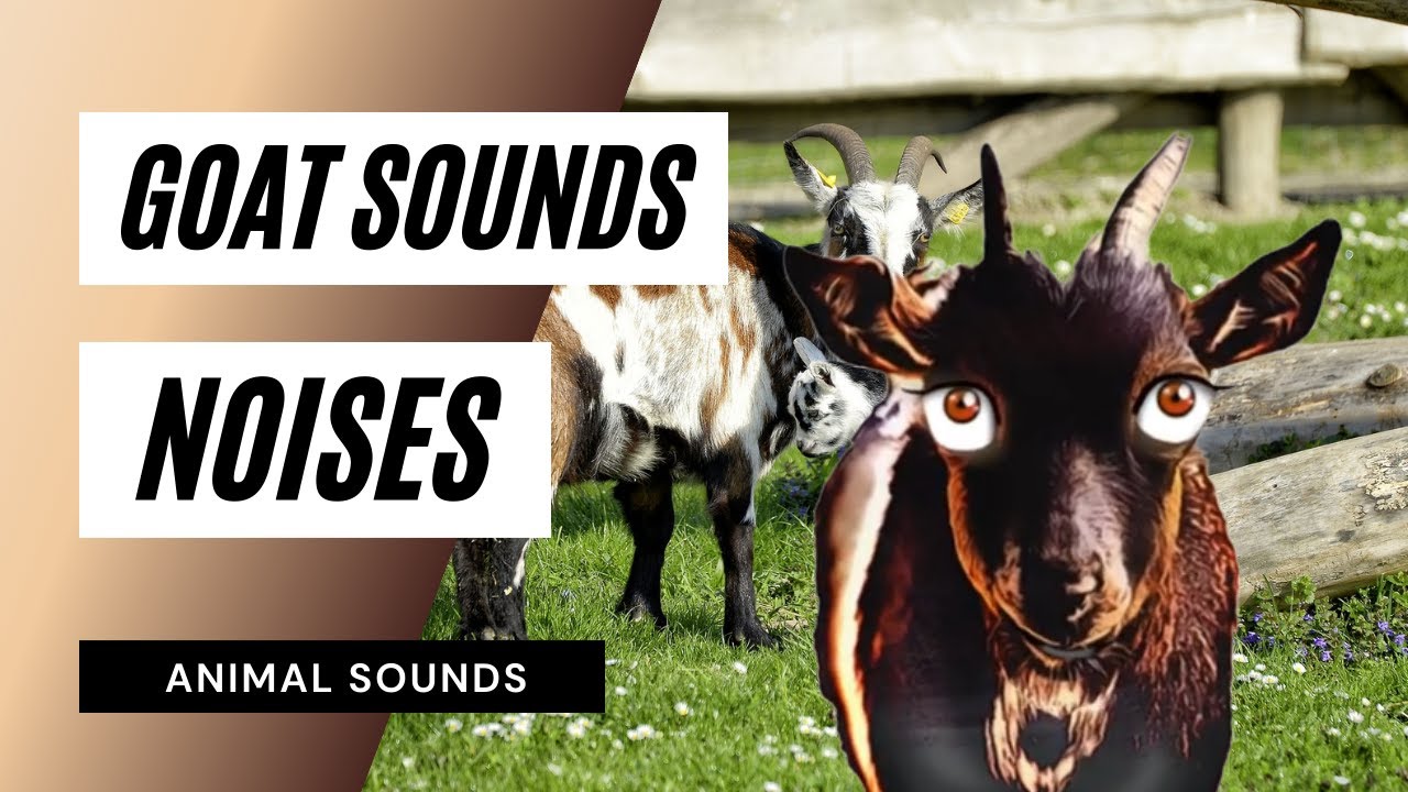 what does a goat sound like