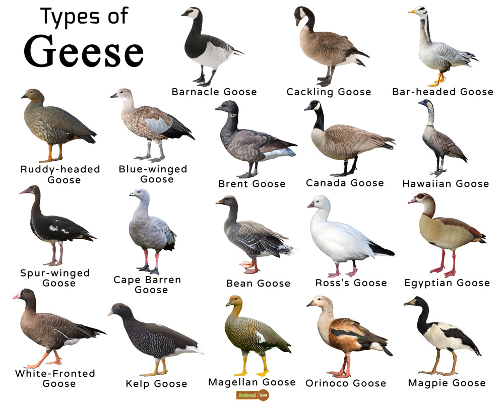 what is a male goose called