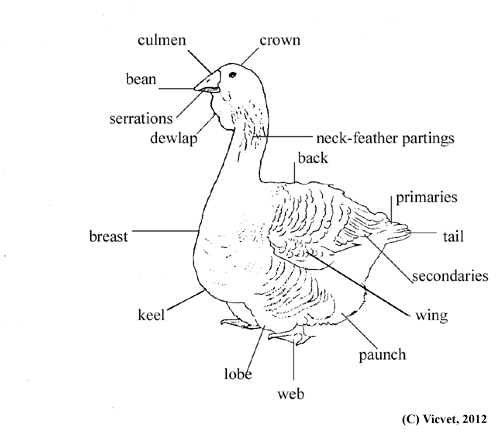 what is a male goose called