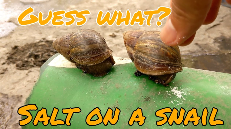 what happens when you put salt on a snail