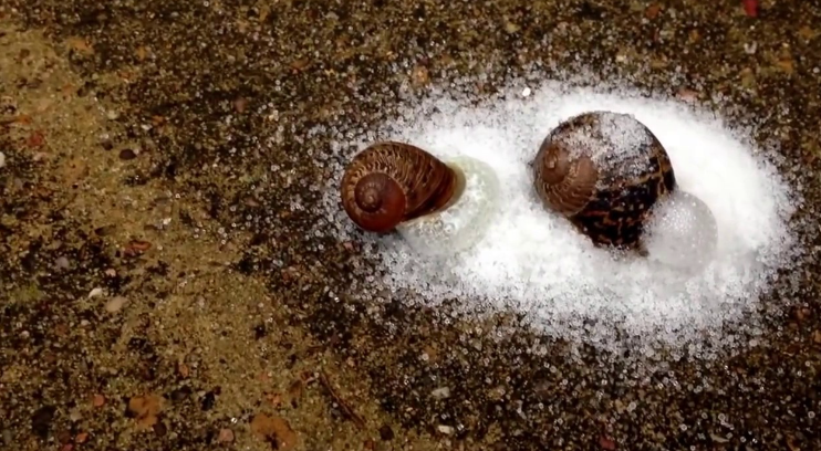 what happens when you put salt on a snail