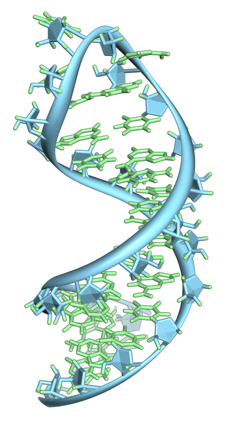 which represents a strand of rna bases