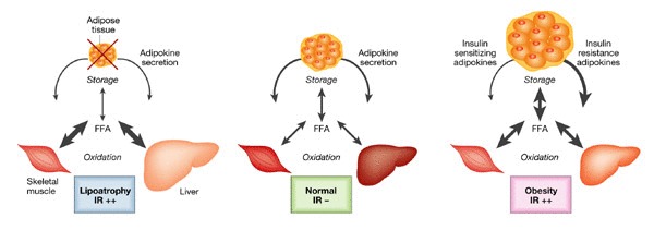 which lipid acts as a chemical messenger? adipose tissue cholesterol testosterone beeswax