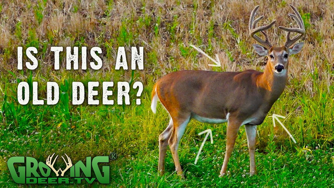 How to Tell if a Deer is Pregnant: A Comprehensive Guide