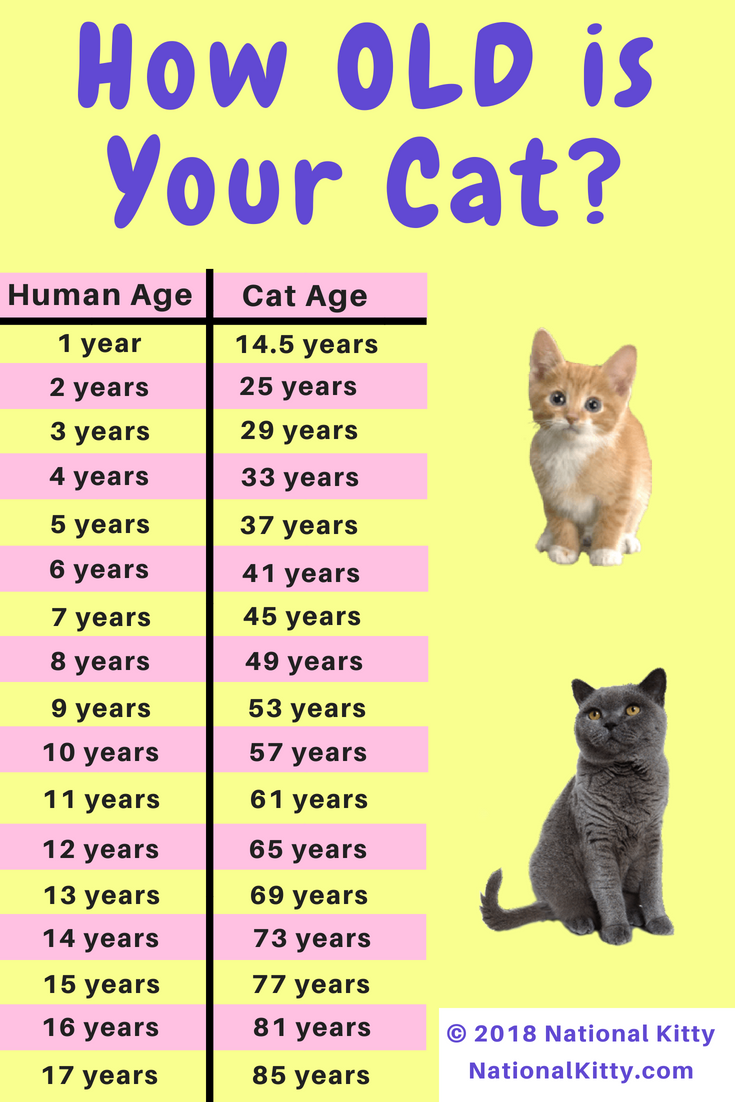 how old is my cat quiz