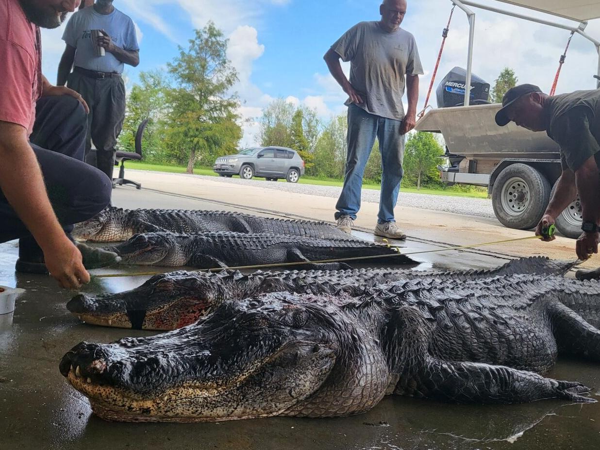 louisiana alligator prices 2022