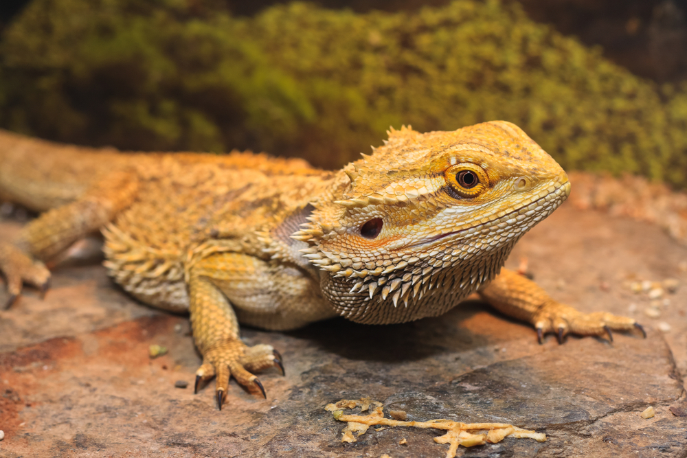 can bearded dragons have bell peppers