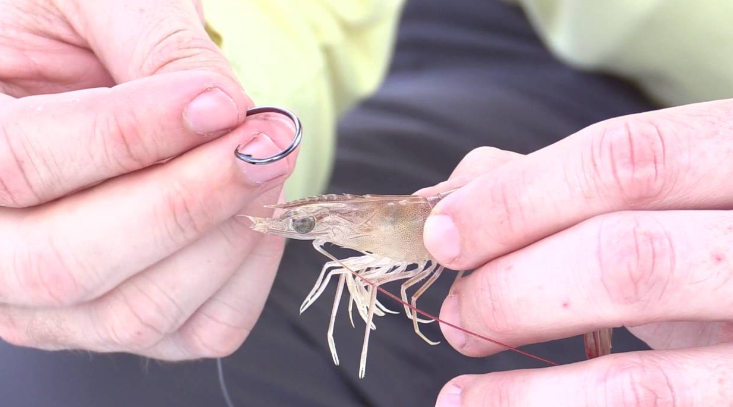 how to hook a live shrimp