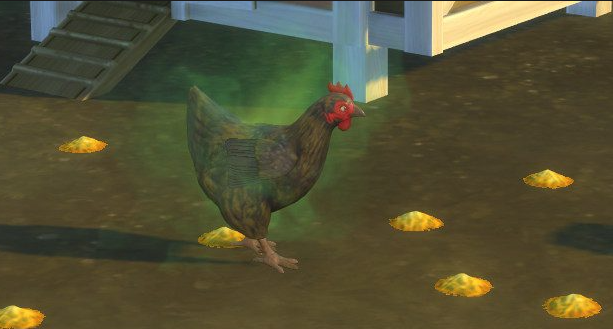 how to clean chickens sims 4