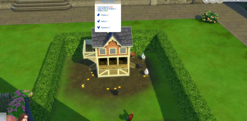 how to clean chickens sims 4