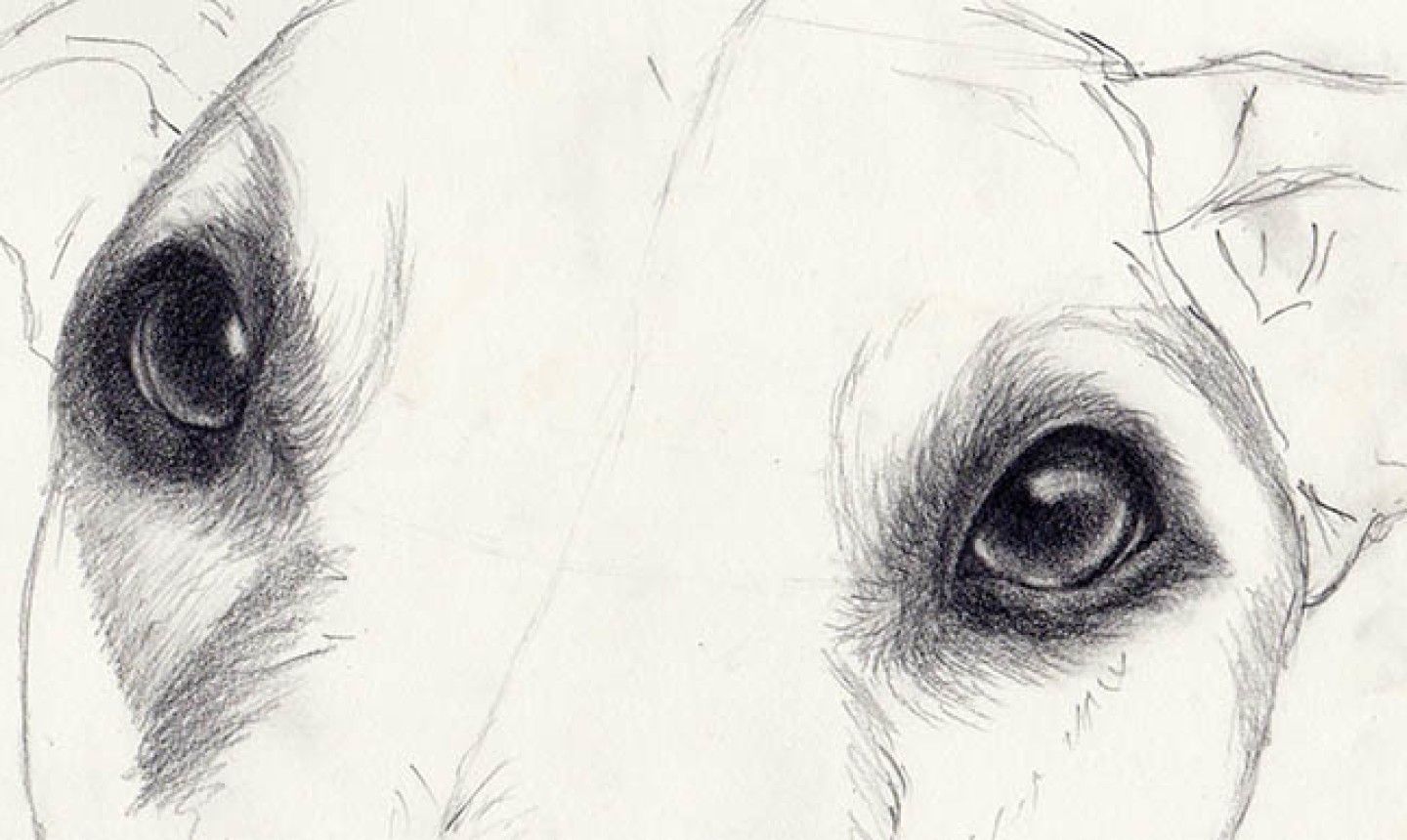 draw dog eyes