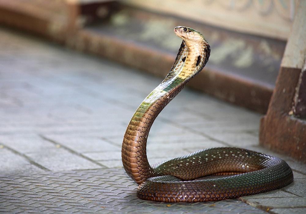 spiritual meaning of a snake at your front door