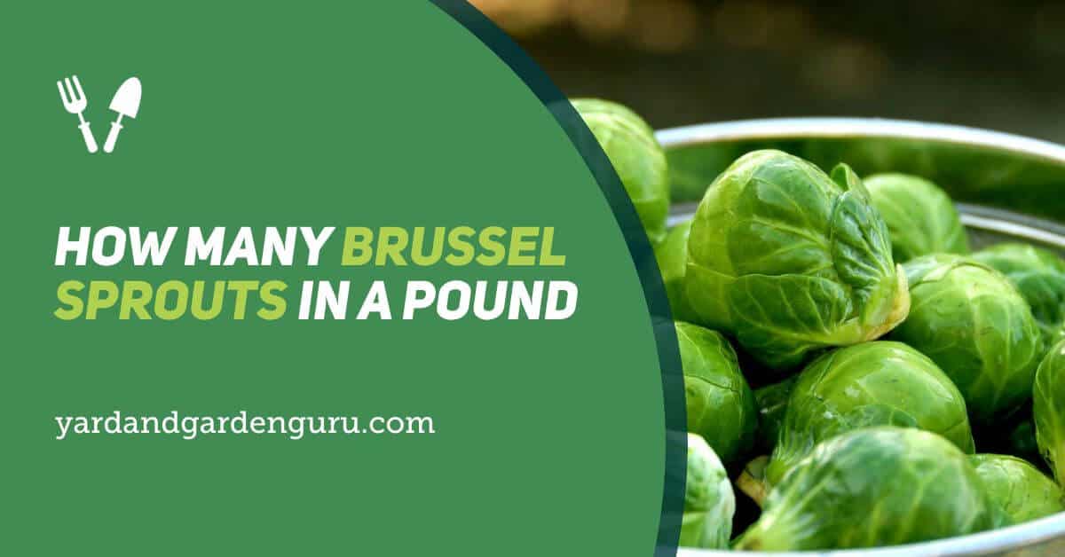 how many brussel sprouts in a pound