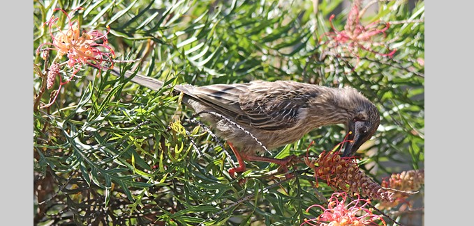 bird sitting at front door meaning