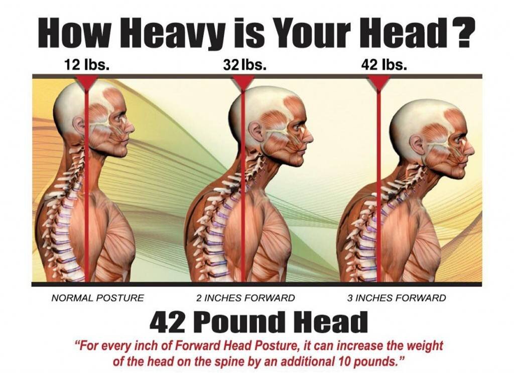 how much does a human head weigh