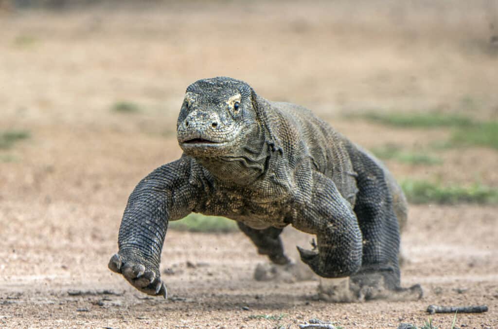 comodo dragon speed