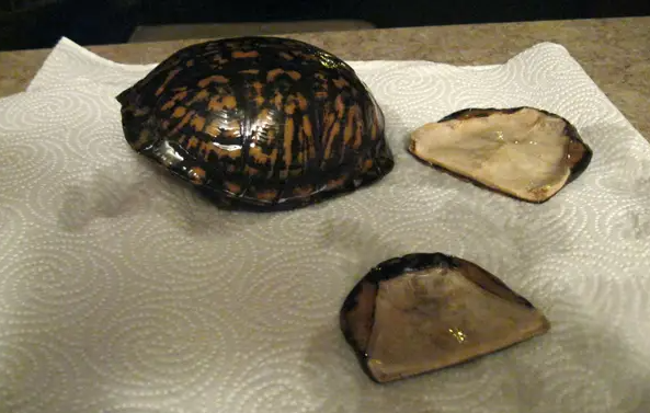 how to preserve turtle shell