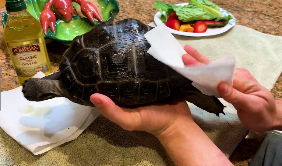 how to preserve turtle shell