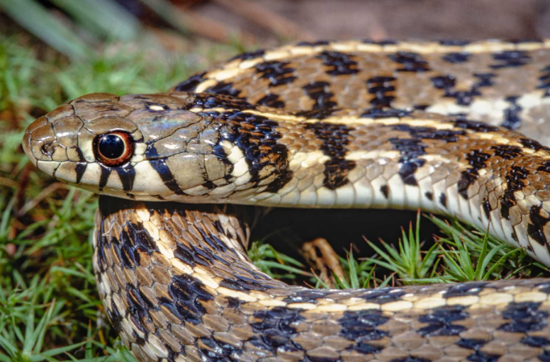 how to get a snake out of your car