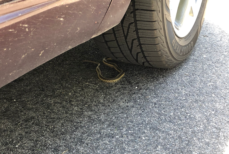 how to get a snake out of your car