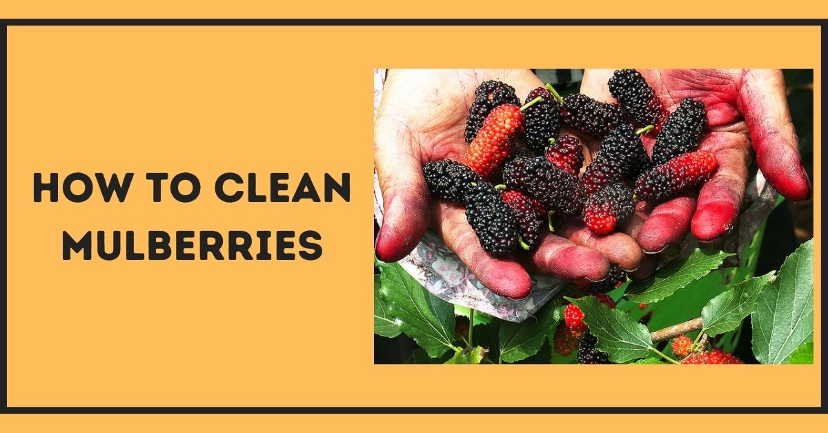 how to clean mulberries