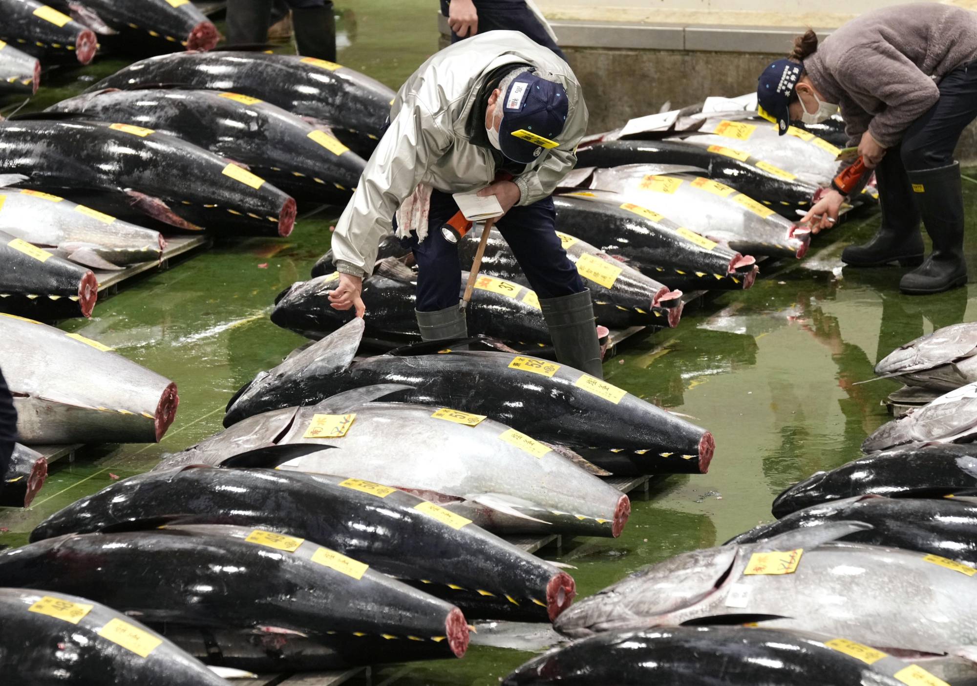 how much is a 500 lb bluefin tuna worth