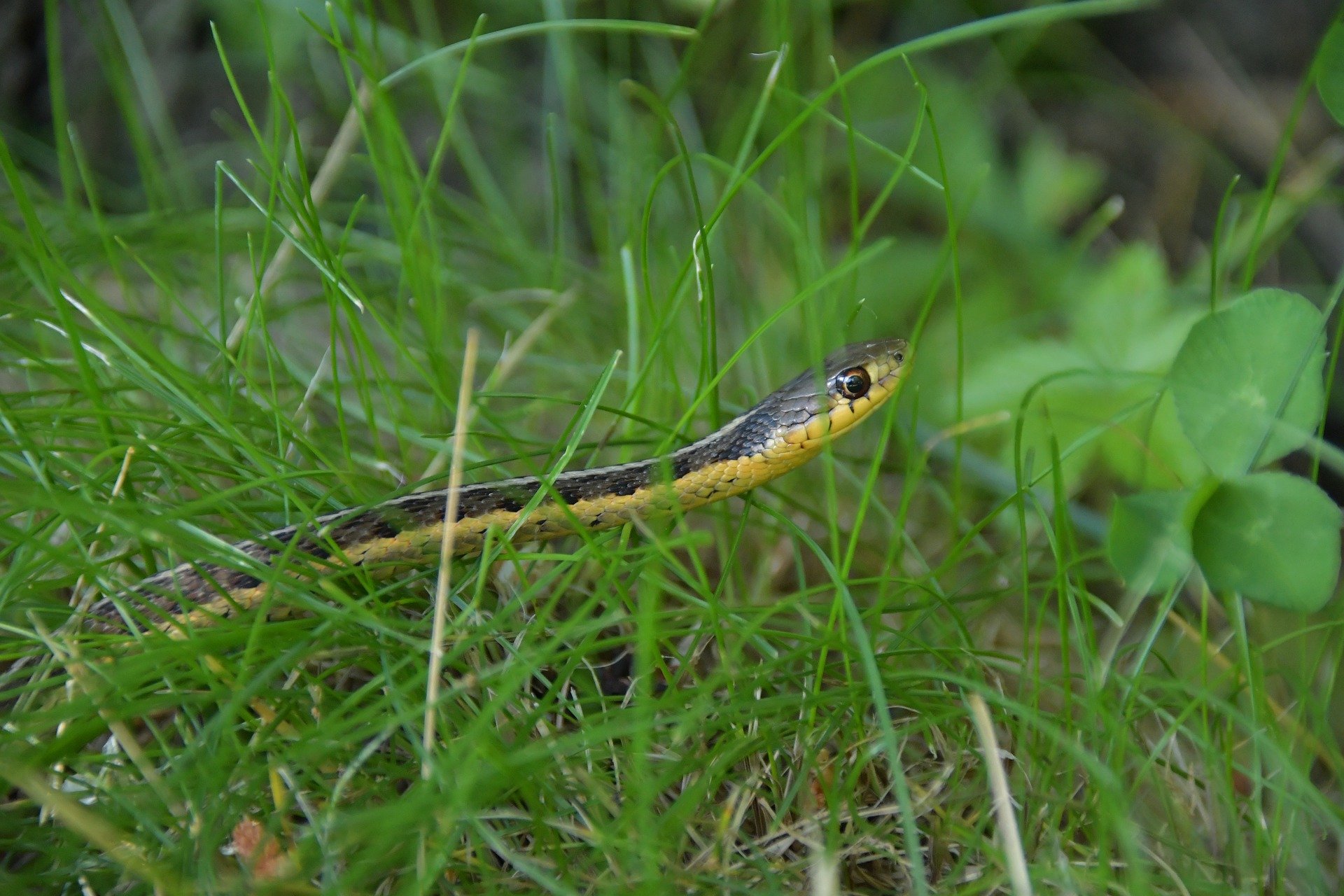 what does it mean when you find a baby snake in your house