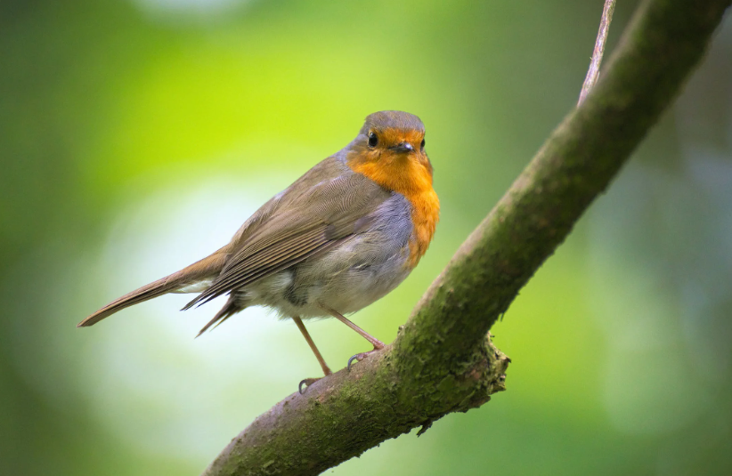 bird flying in the house meaning islam