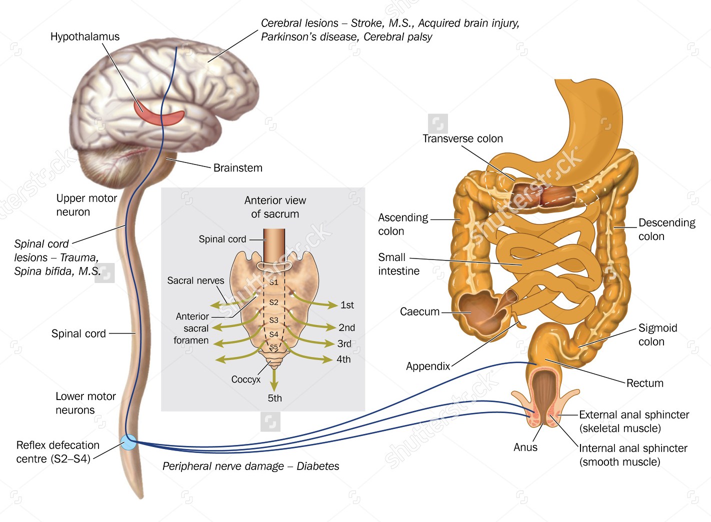 how many sphincters are in the human body